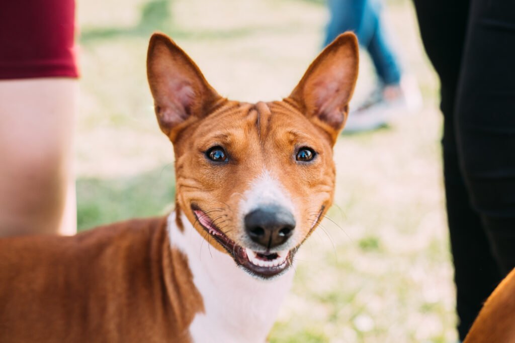 basenji kongo terrier dog the basenji is a breed 2022 02 02 03 49 21 utc